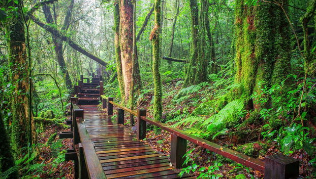 Doi Inthanon Trip - Photo 2