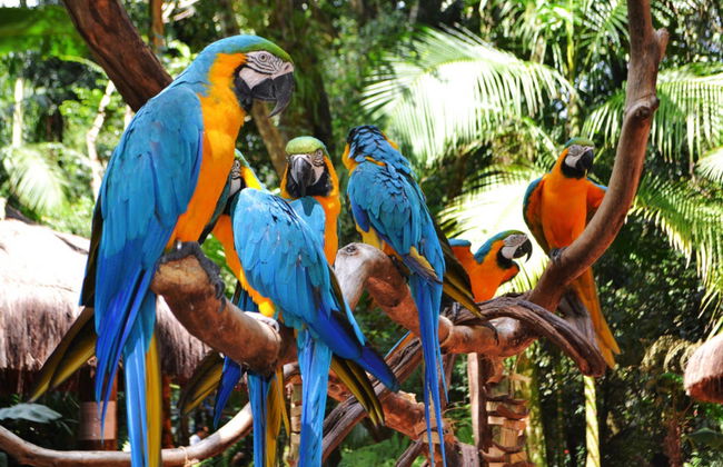 Private Day Trip from Puerto Iguazú - Foto 3