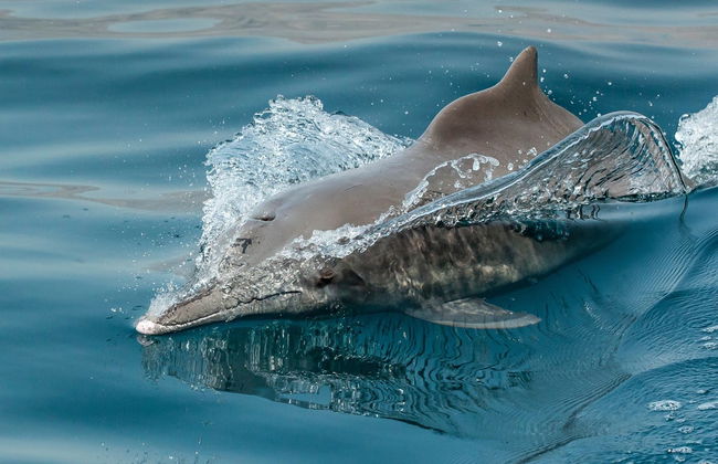 Dolphin Watching Cruise in Muscat - Photo 2
