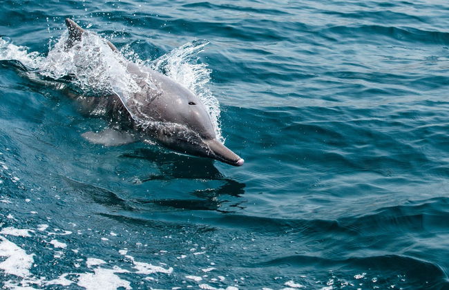 Dolphin Watching Cruise in Muscat - Photo 3