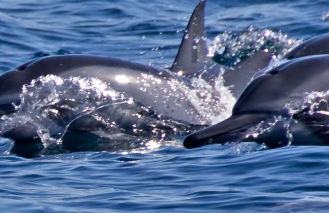 Dolphin Watching Cruise in Muscat - Photo 5