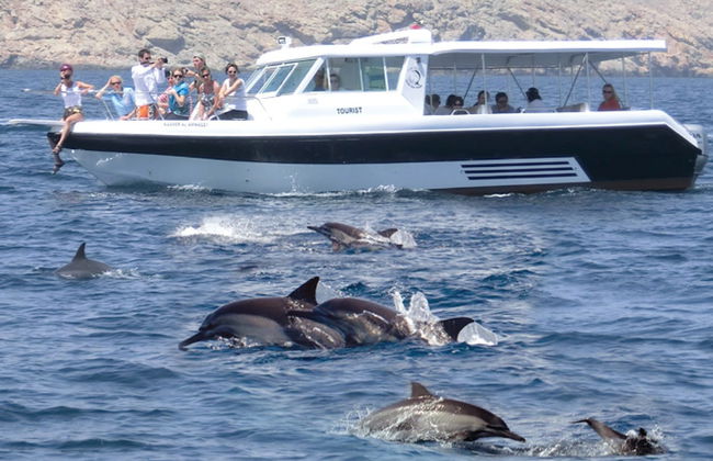 Dolphin Watching Cruise in Muscat - Photo 4