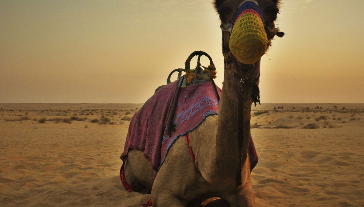 Paseo en camello por el desierto con cena y espectáculo - Foto 1