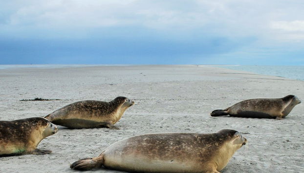 Crociera nel Mare dei Wadden e avvistamento di foche - Foto 3
