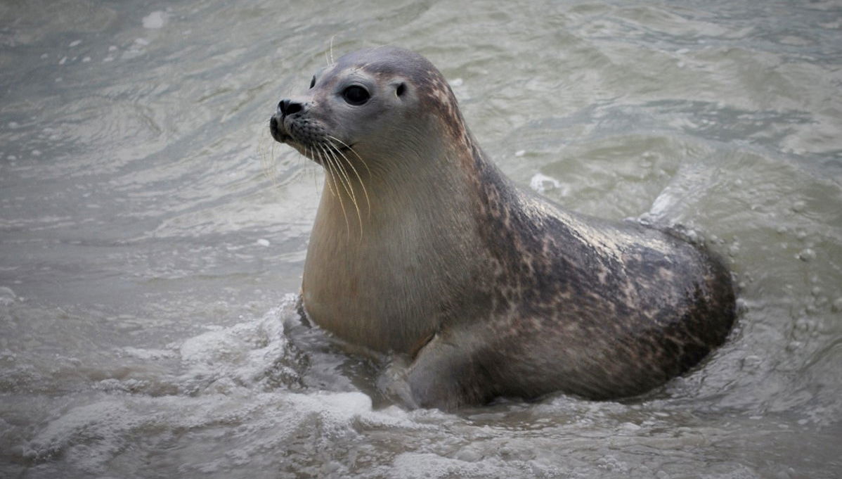 Crociera nel Mare dei Wadden e avvistamento di foche - Foto 1