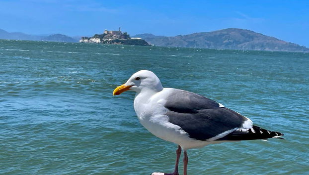 San Francisco Private Tour - Foto 3