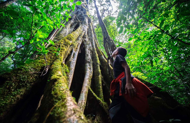 Trilha pelo Bosque Nuboso de Monteverde - Foto 2