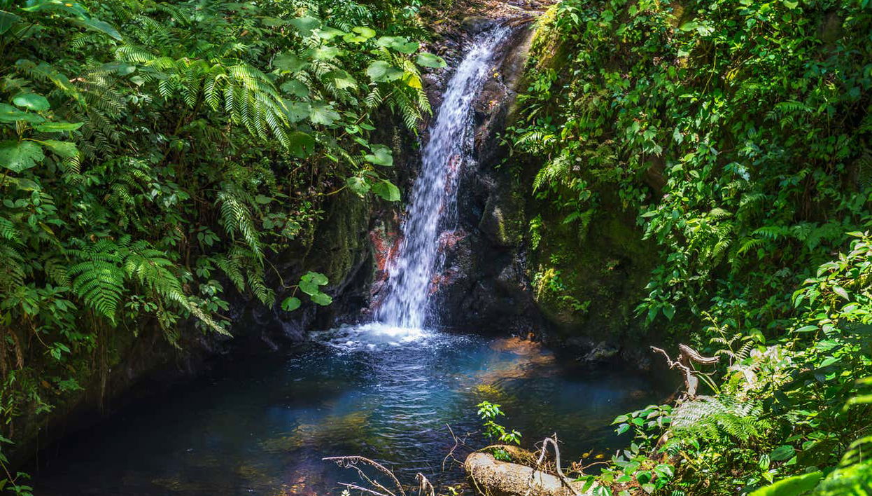 Hiking in Monteverde Cloud Forest Reserve - Foto 1