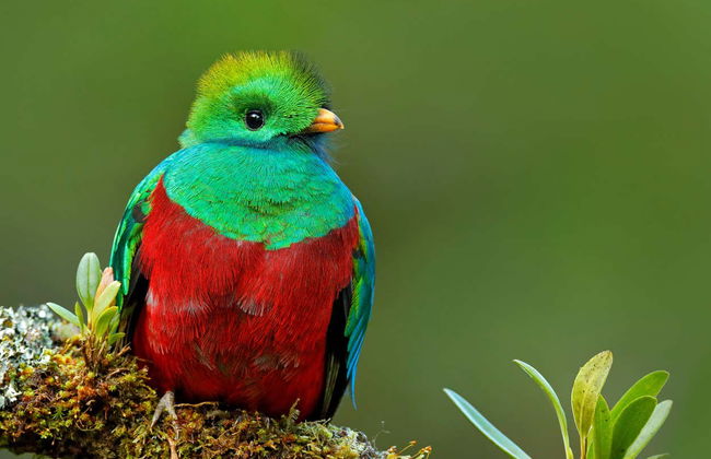 Trilha pelo Bosque Nuboso de Monteverde - Foto 3