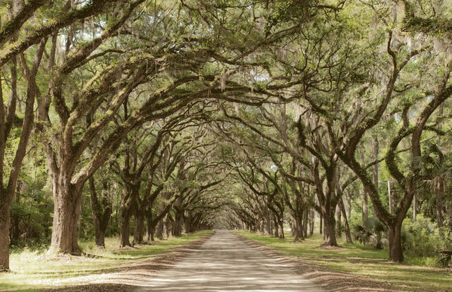Excursion à Wormsloe et au cimetière de Bonaventure - Photo 6