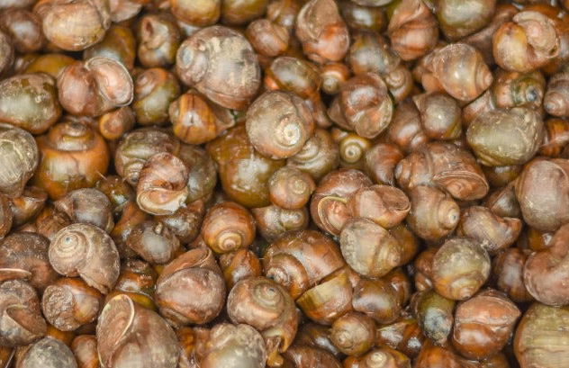 Taller de pesca de marisco en el Delta del Ebro + Degustación de mejillones - Foto 6