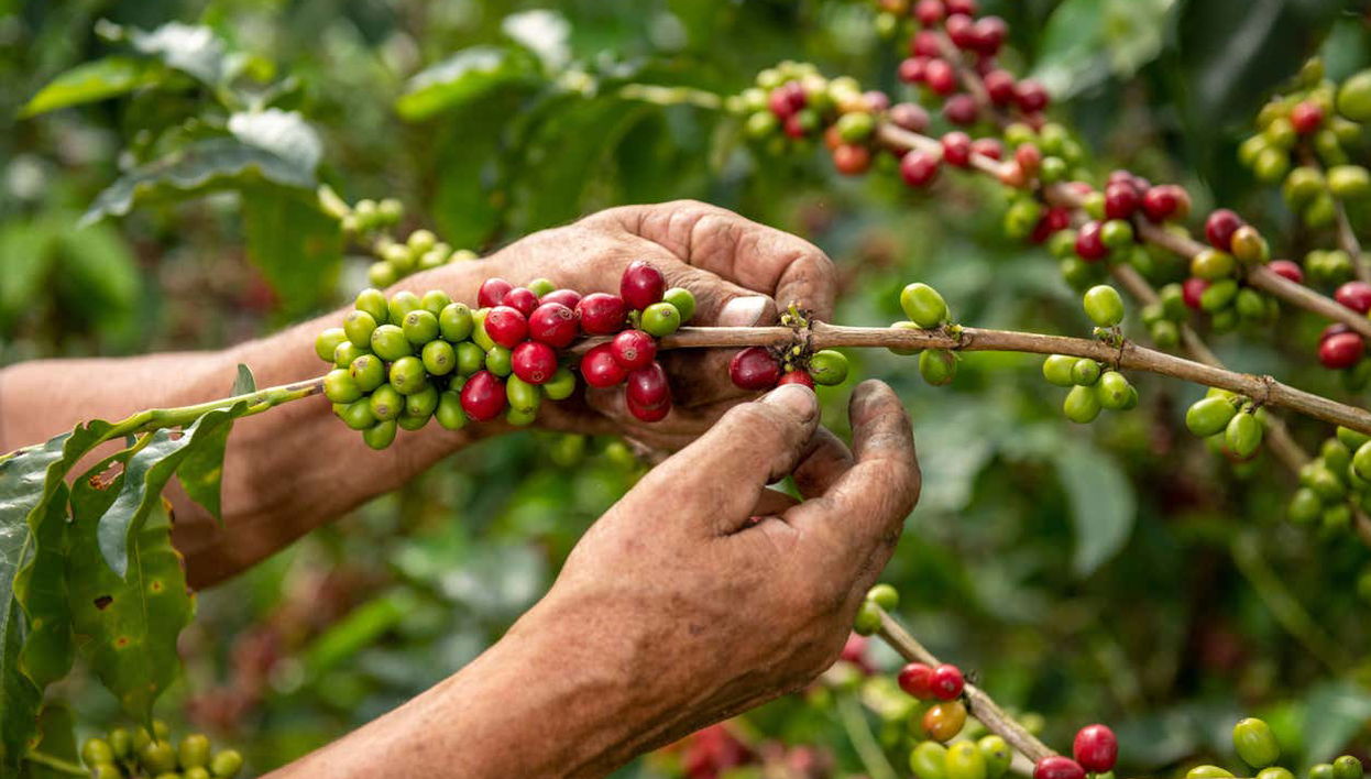 San Rafael Coffee Tour - Foto 1