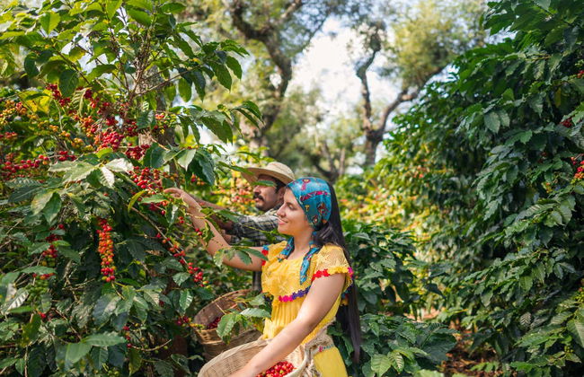 Tour do café por San Rafael - Foto 6