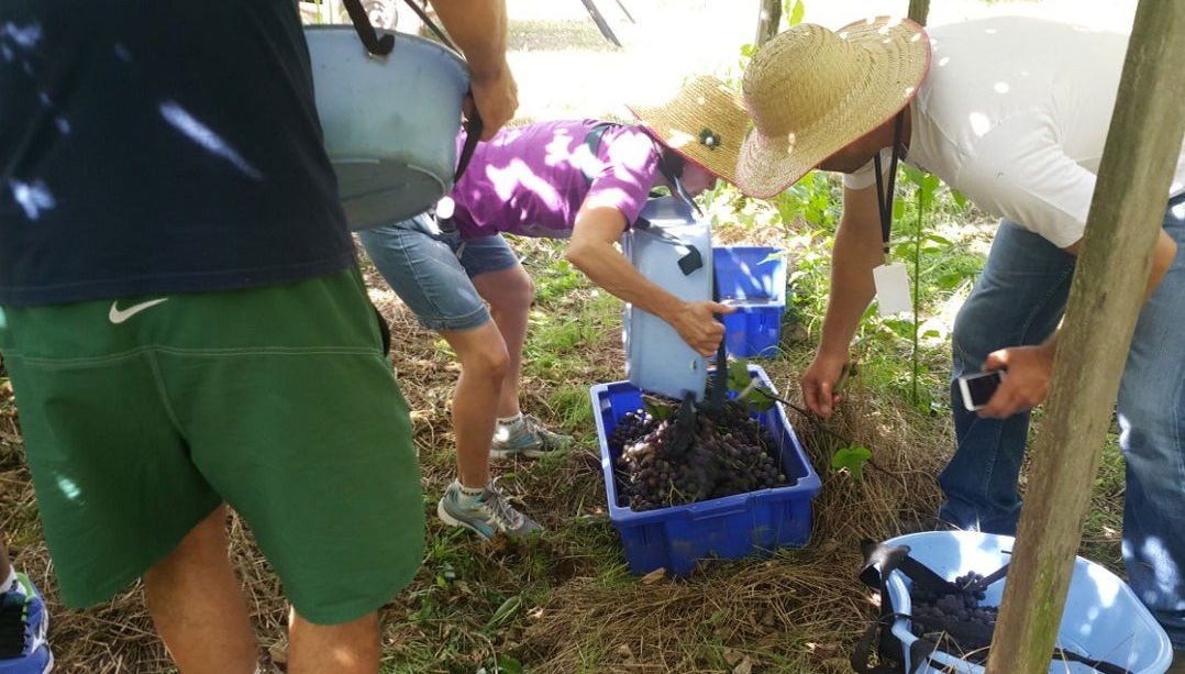 Day Trip to Flores da Cunha Vineyards - Photo 1