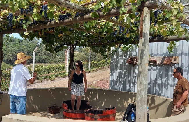 Excursión a los viñedos de Flores da Cunha - Foto 3