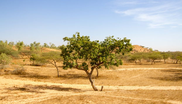 Excursión al desierto de Lompoul - Foto 5