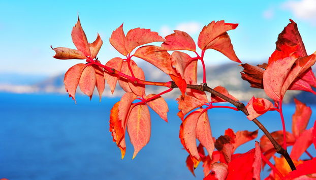 Hiking in the Portofino Regional Natural Park - Foto 4