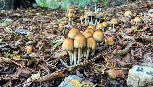 Hiking in the Portofino Regional Natural Park - Foto 2