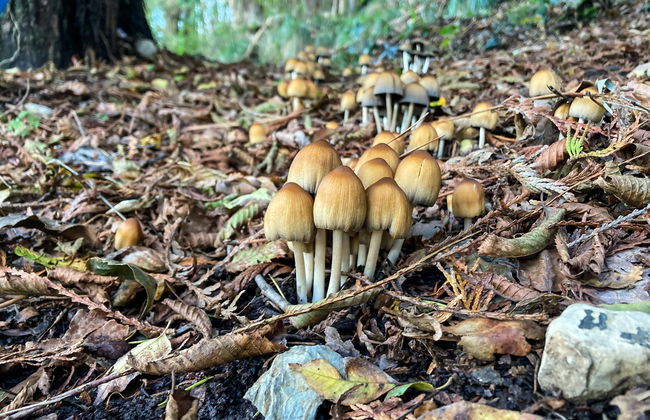 Hiking in the Portofino Regional Natural Park - Photo 2