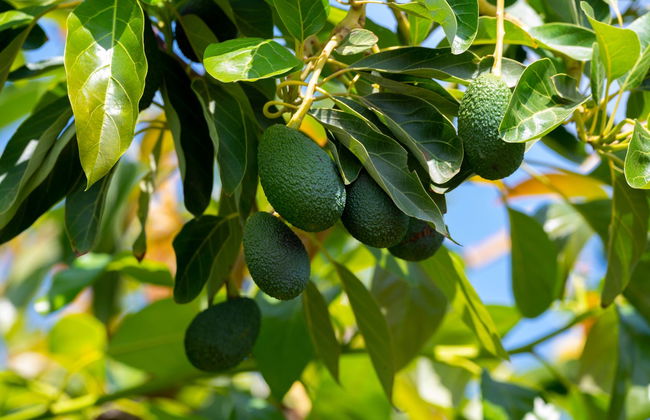 Paseo de las Nubes Farm Excursion - Photo 6