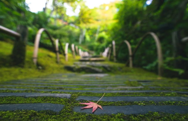 Tour por el bosque de bambú y los templos de Arashiyama - Foto 2