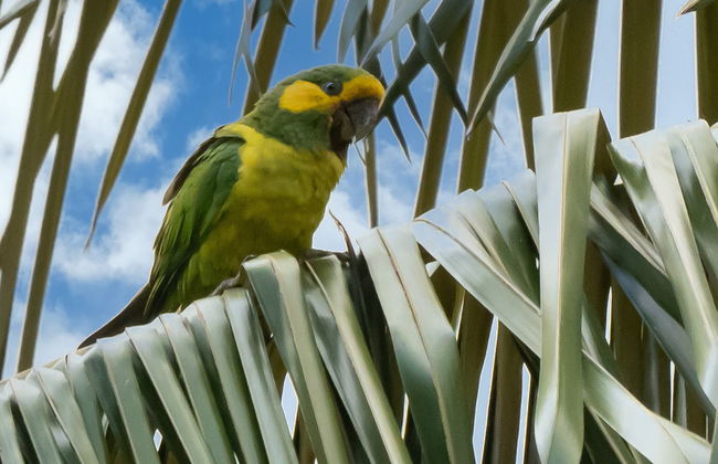 Avistamiento de aves en el santuario de palmas de cera - Foto 7