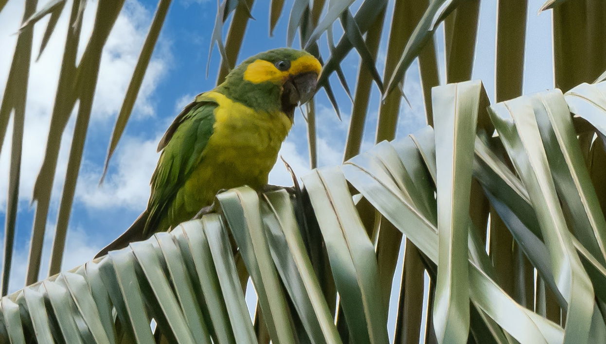 Observation d'oiseaux dans le sanctuaire des palmiers à cire