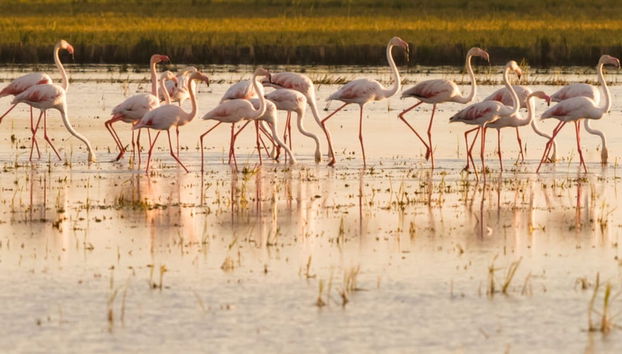 Avistamiento de flamencos en el Delta del Ebro al atardecer - Foto 3