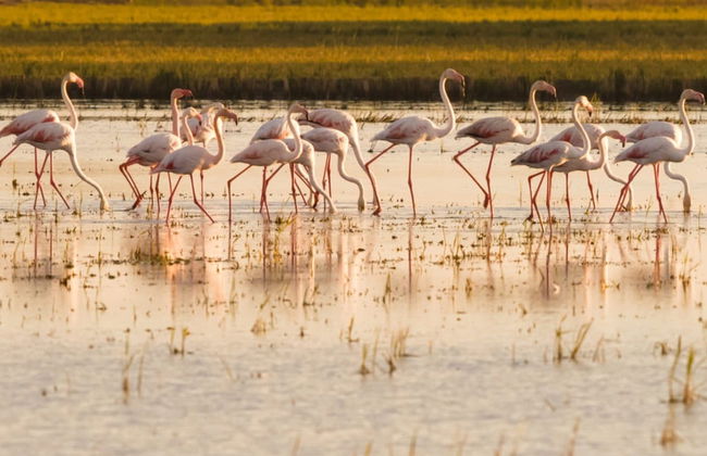 Avistamiento de flamencos en el Delta del Ebro al atardecer - Foto 3