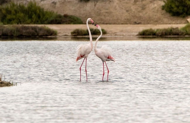 Avistamiento de flamencos en el Delta del Ebro al atardecer - Foto 1