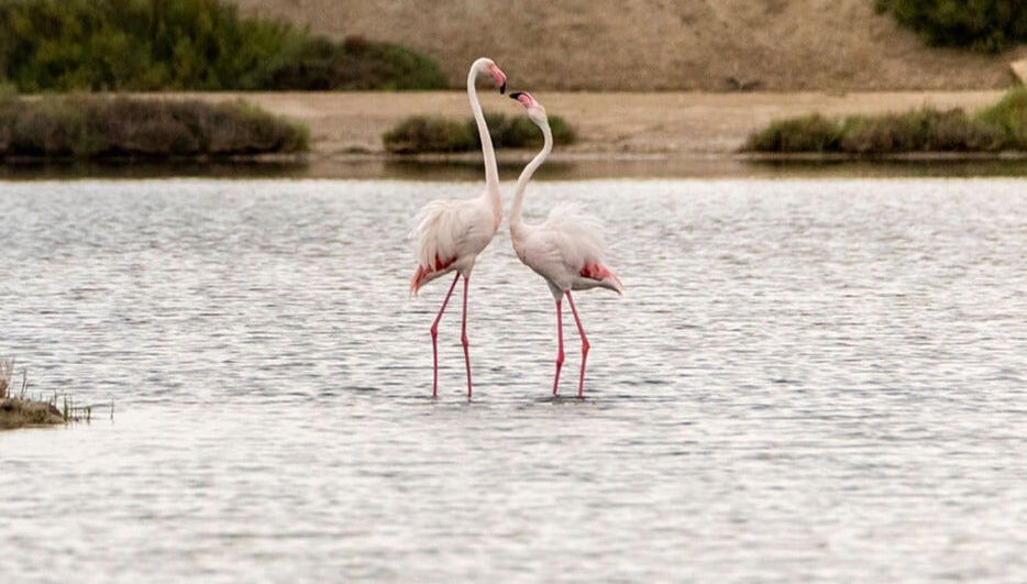 Avistamiento de flamencos en el Delta del Ebro al atardecer - Foto 1