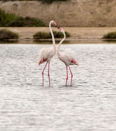 Foto de Avistamiento de flamencos en el Delta del Ebro al atardecer