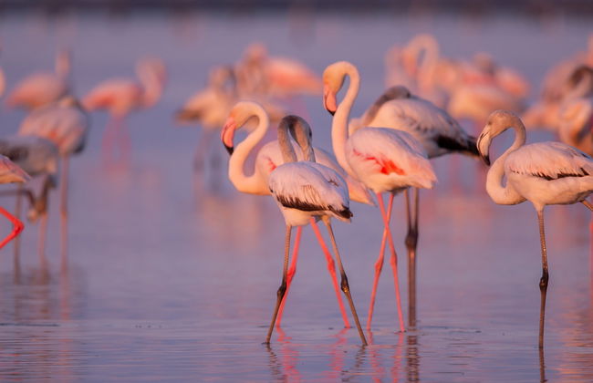 Avistamiento de flamencos en el Delta del Ebro al atardecer - Foto 8