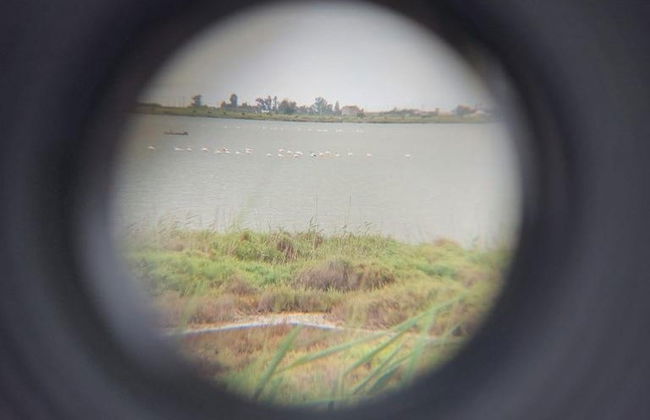 Avistamiento de flamencos en el Delta del Ebro al atardecer - Foto 7