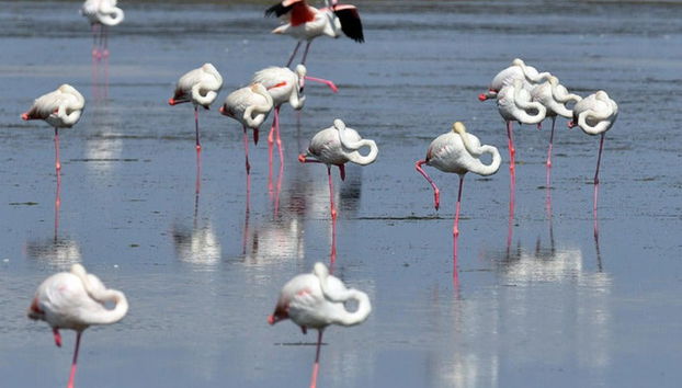 Avistamiento de flamencos en el Delta del Ebro al atardecer - Foto 5
