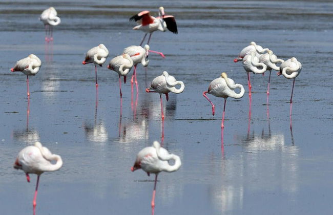 Avistamiento de flamencos en el Delta del Ebro al atardecer - Foto 5