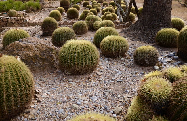 Day Trip around Santiago de Queretaro - Foto 7