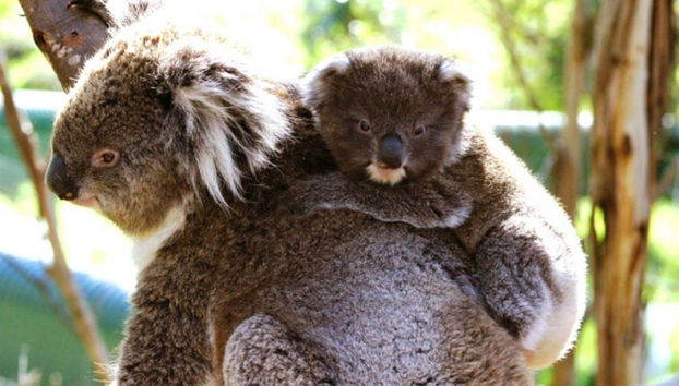 Koalas au centre de conservation de Phillip Island