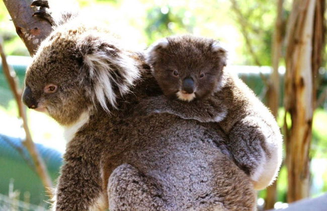Billet pour les Parcs Naturels de Phillip Island - Photo 1