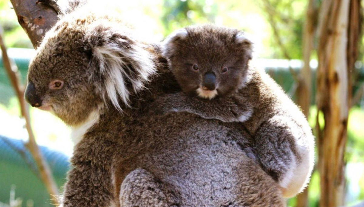Billet pour les Parcs Naturels de Phillip Island - Photo 1