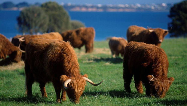 Billet pour les Parcs Naturels de Phillip Island - Photo 2
