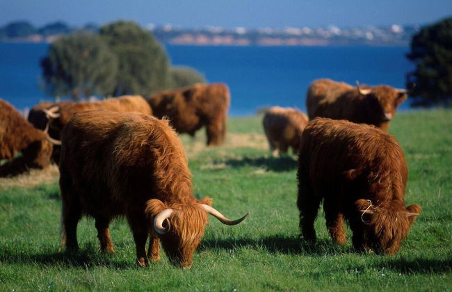 Billet pour les Parcs Naturels de Phillip Island - Photo 2