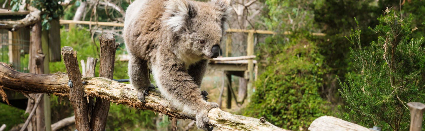 Phillip Island Nature Parks Ticket - Foto 1