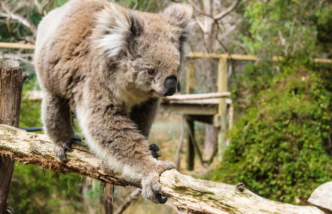 Billet pour les Parcs Naturels de Phillip Island - Photo 5