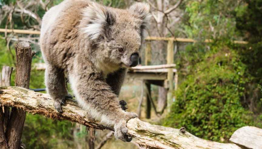 Billet pour les Parcs Naturels de Phillip Island
