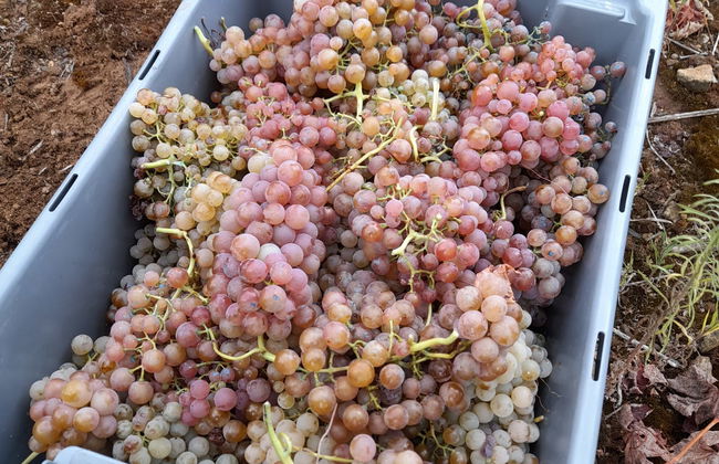 Visita a la bodega Hoplita - Foto 4