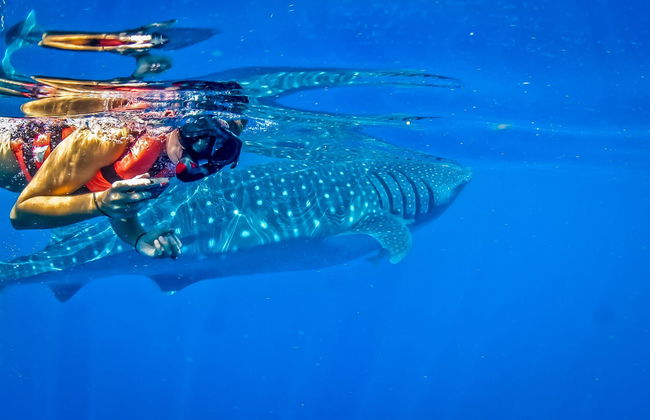 Nado con tiburones ballena - Foto 5