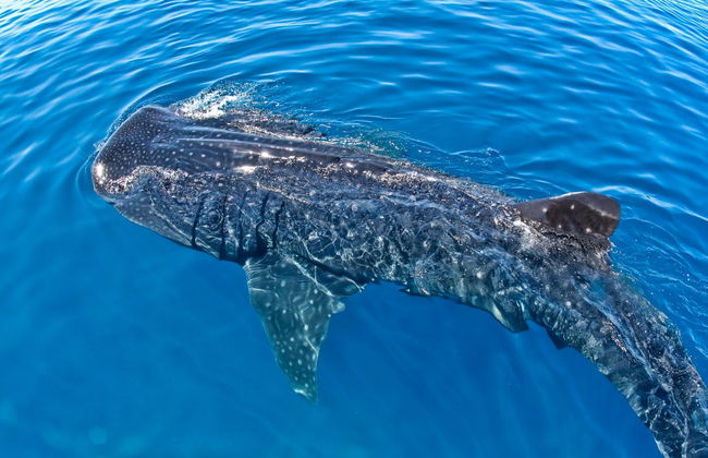 Nado con tiburones ballena - Foto 2