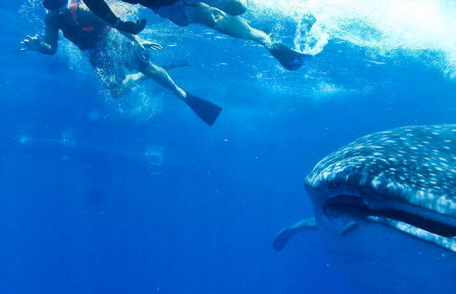 Nado con tiburones ballena - Foto 8