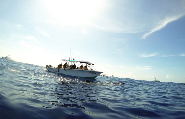Nado con tiburones ballena - Foto 4